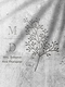 Mrs. Dreamer -Selection-  